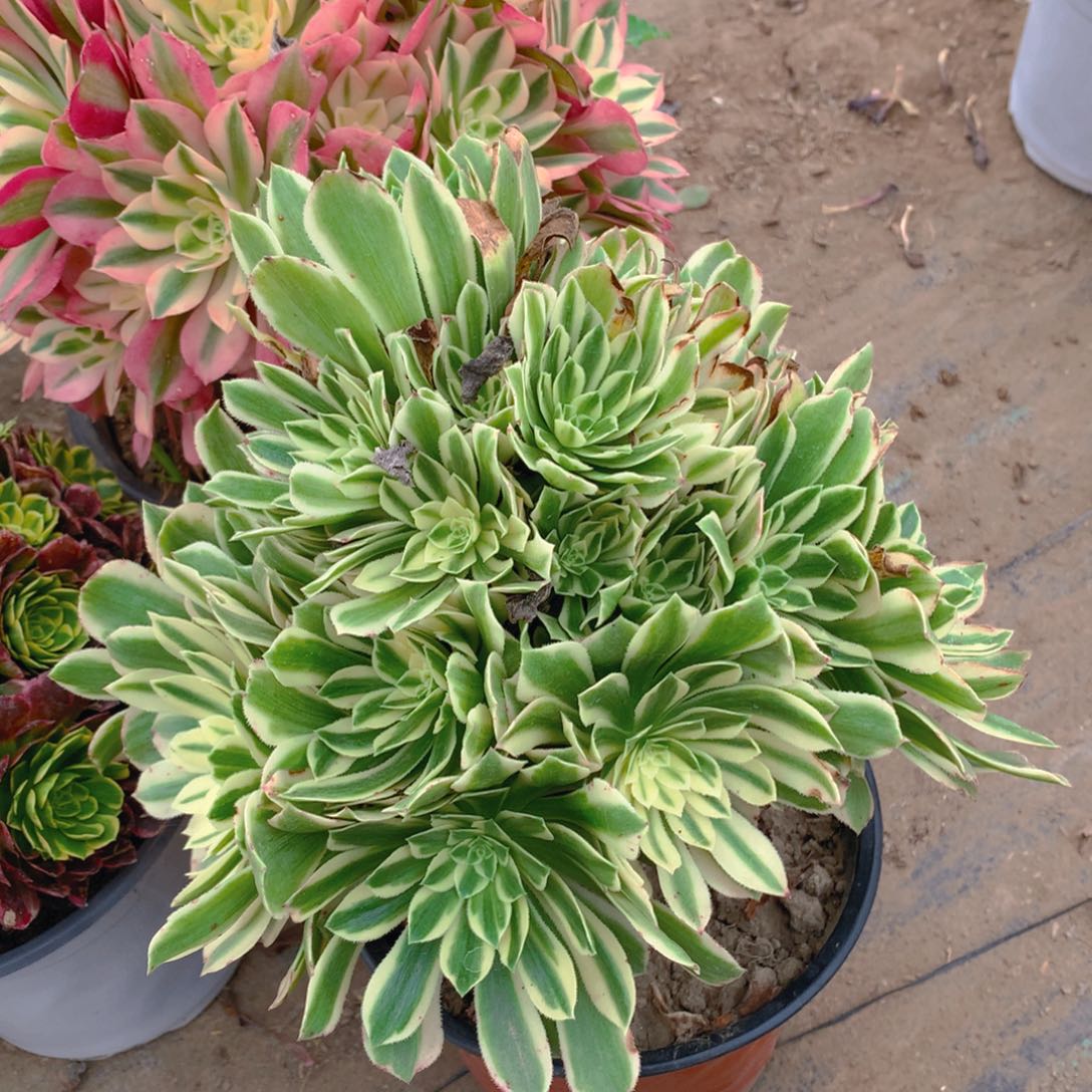 芳华老桩多肉植物9.8量拍