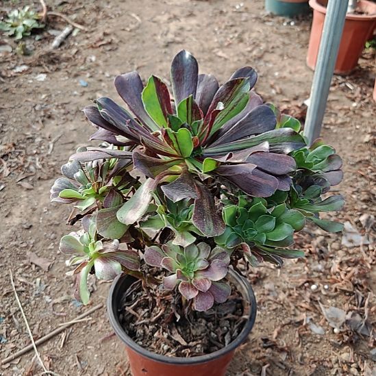 欧若拉加急发货了5