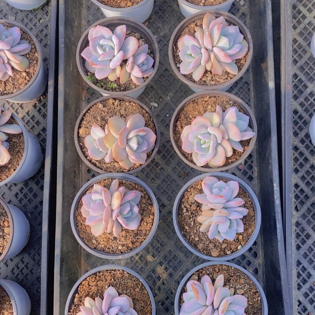 双头奶茶3颗特价48包邮。