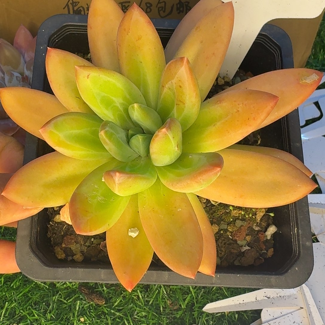 云南多肉现在一物一拍922