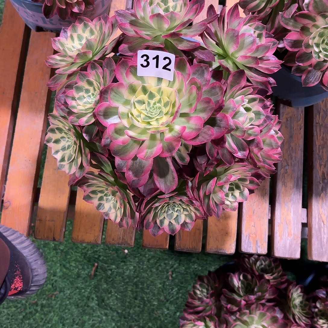 多肉法师海王312