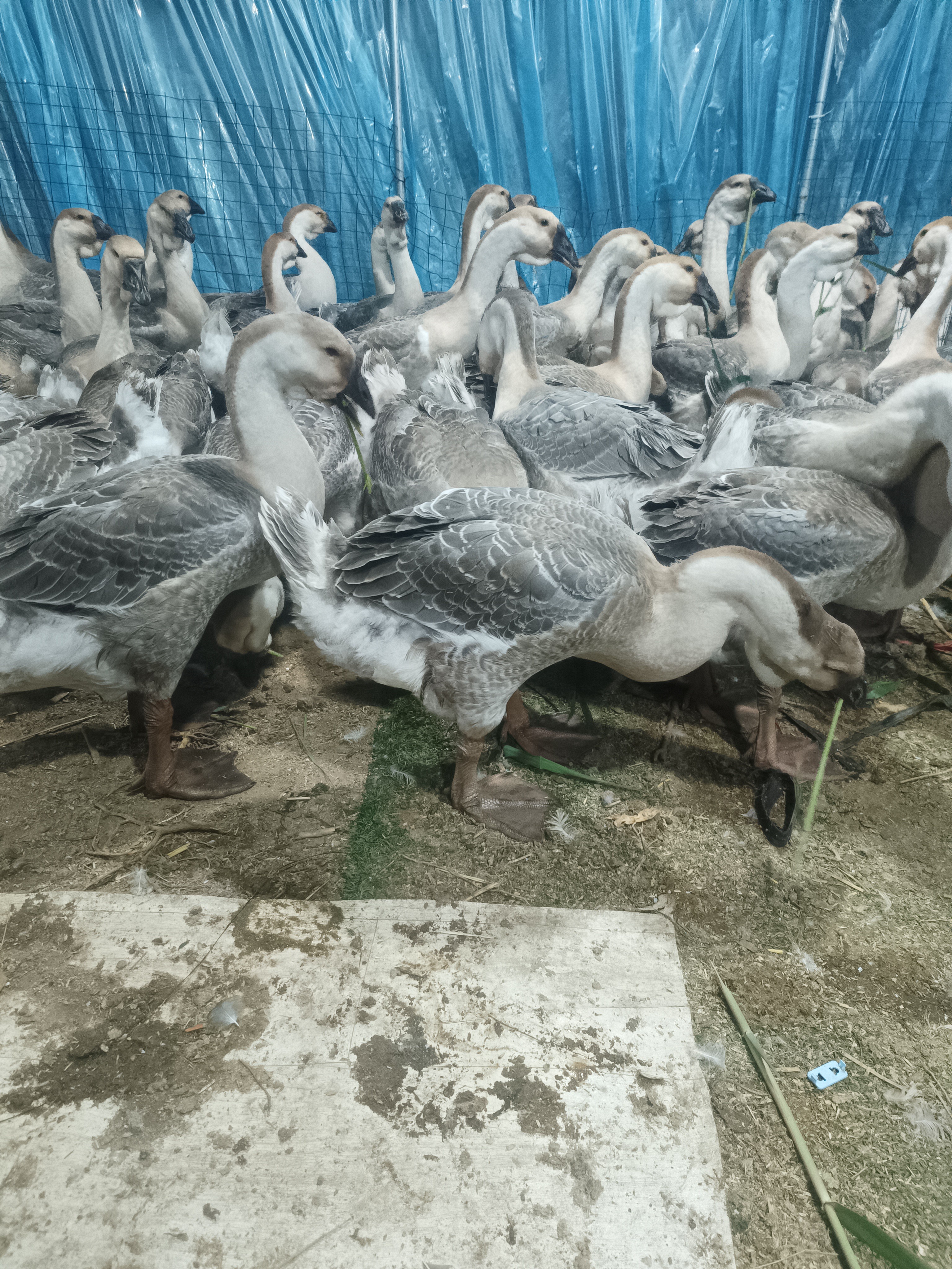 特大种狮头鹅肉  肉质鲜美