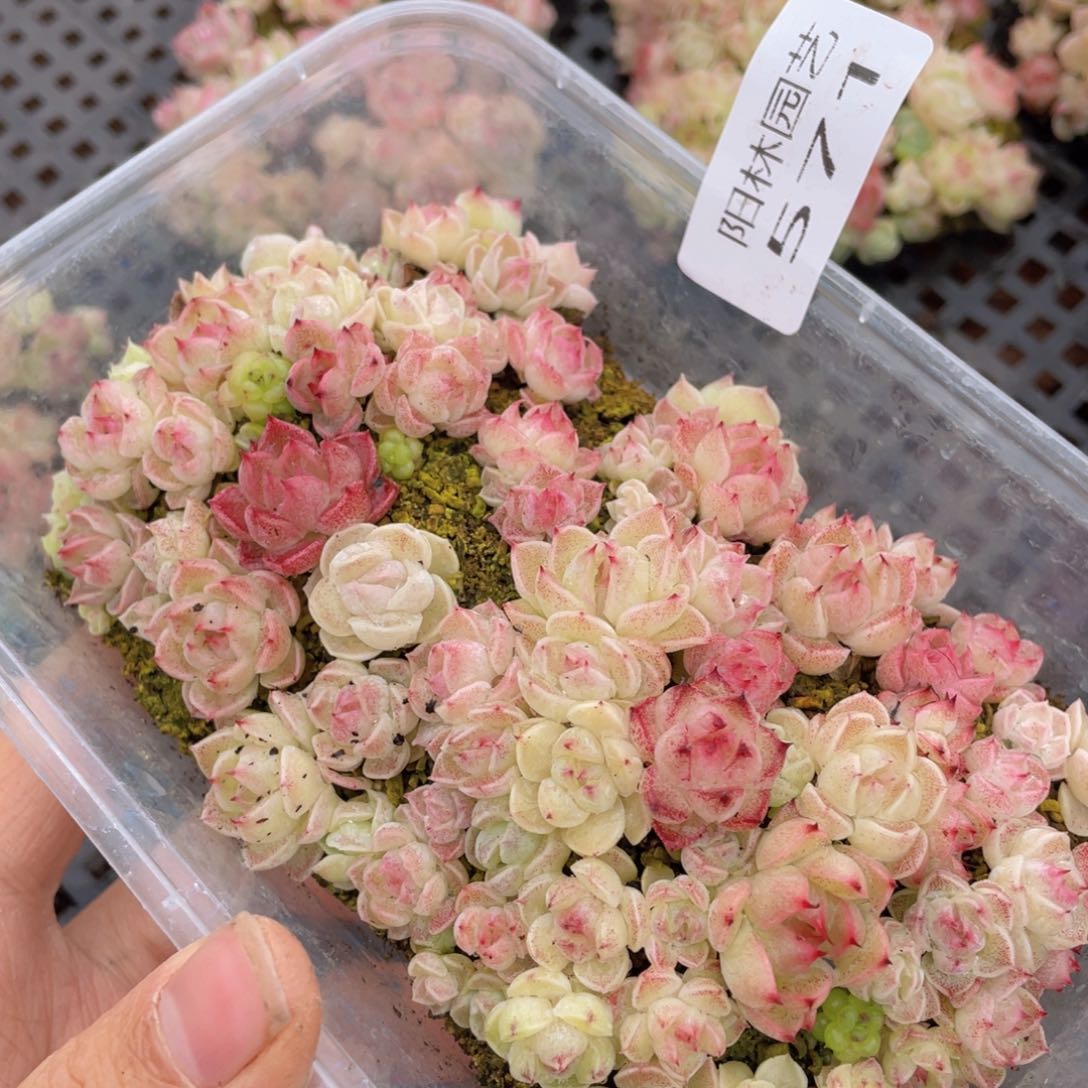 多肉植物多肉植物571