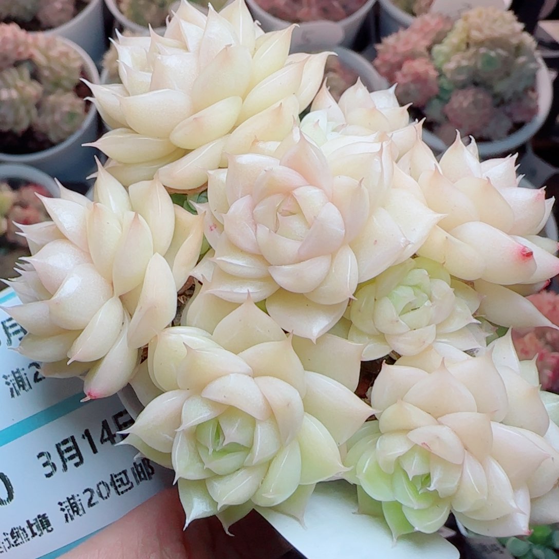 花语逸镜0314-129散