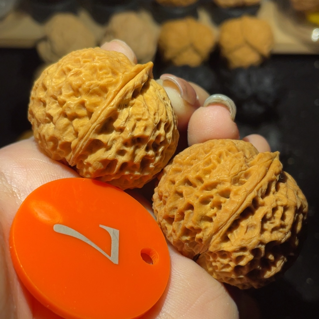 珊瑚元宝37尺寸核桃