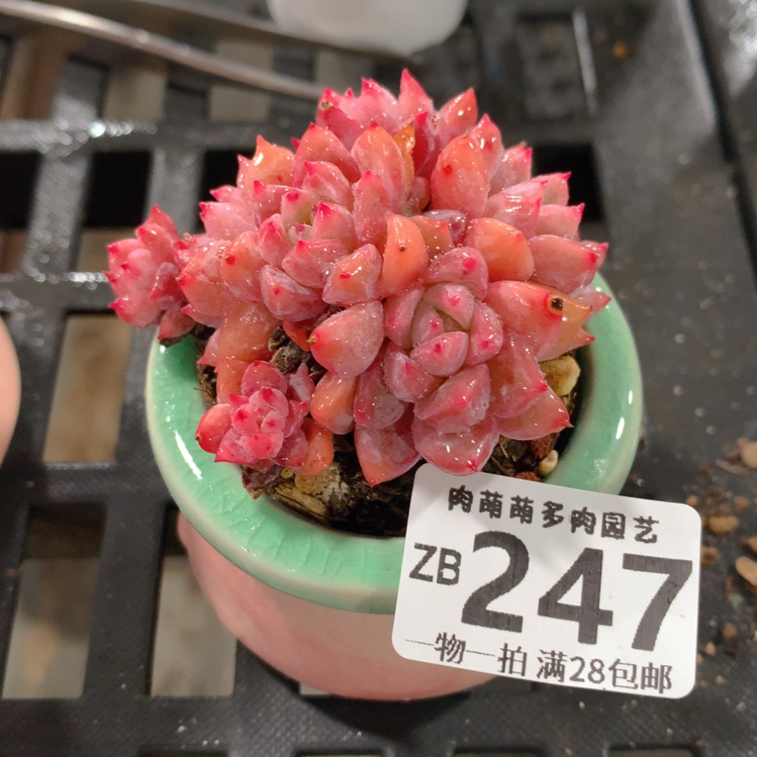 肉萌萌拇指盆精控多肉ZB247