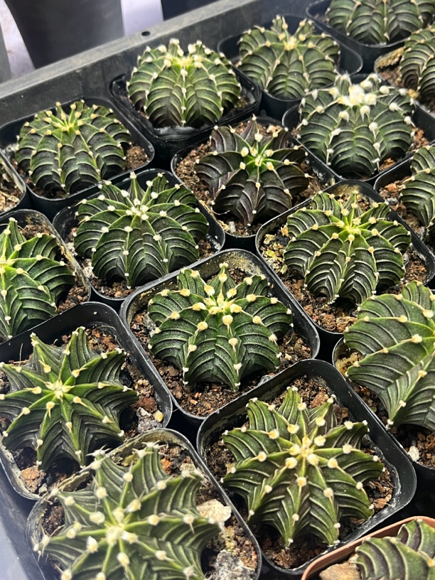 锁石多肉肋骨牡丹量拍