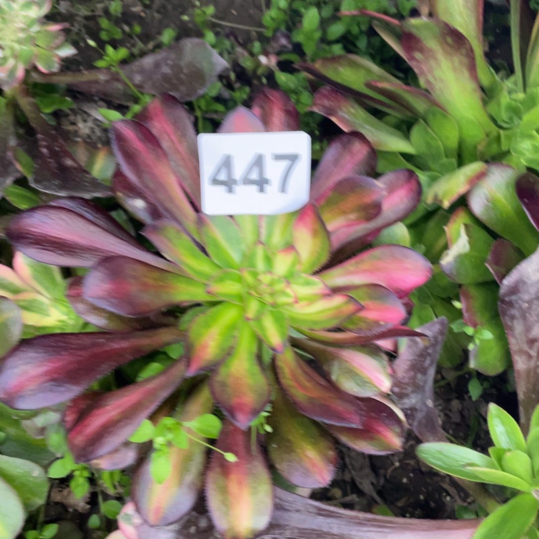 447号花蝴蝶七彩
