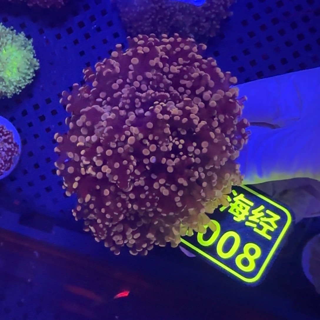 6***鱼纽扣珊瑚晓晓不包邮蛙卵C008