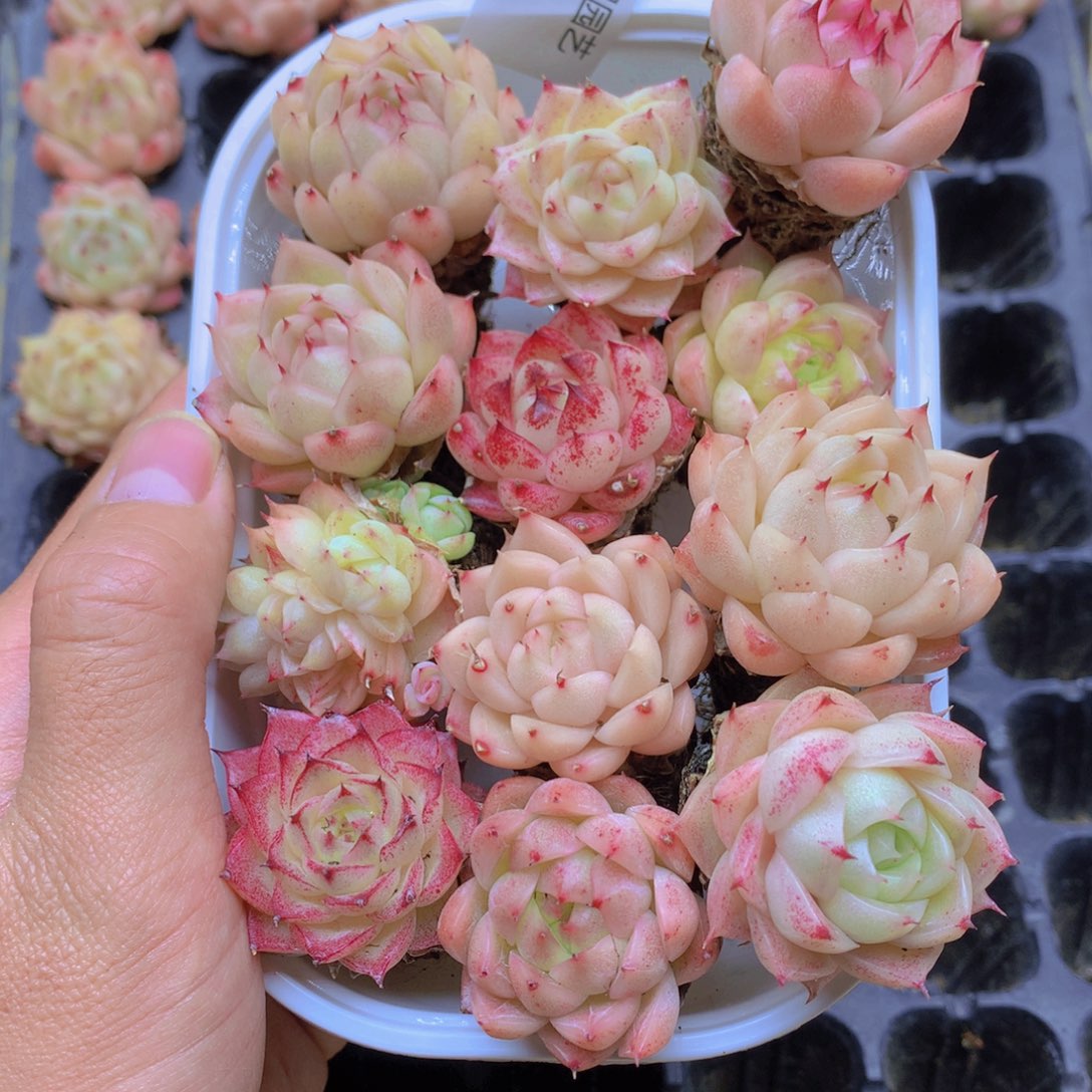 我要去看你了啊022