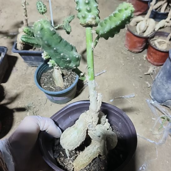 快****嫁接3点水仙脱土发货