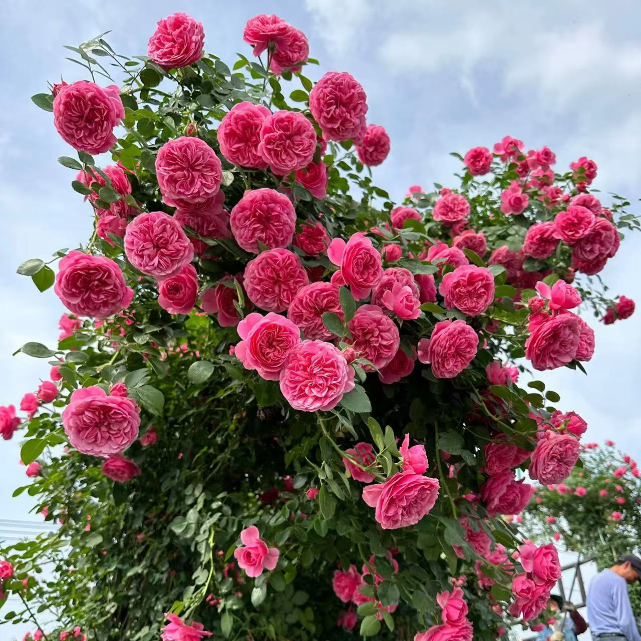 1米芬达大苗清货爬藤月季四季开花粉色达芬奇爬藤深粉玫瑰