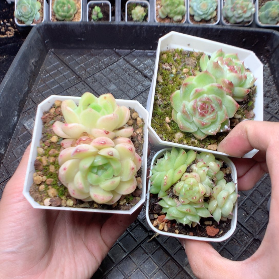 无花朵W109月英语天宇天宇