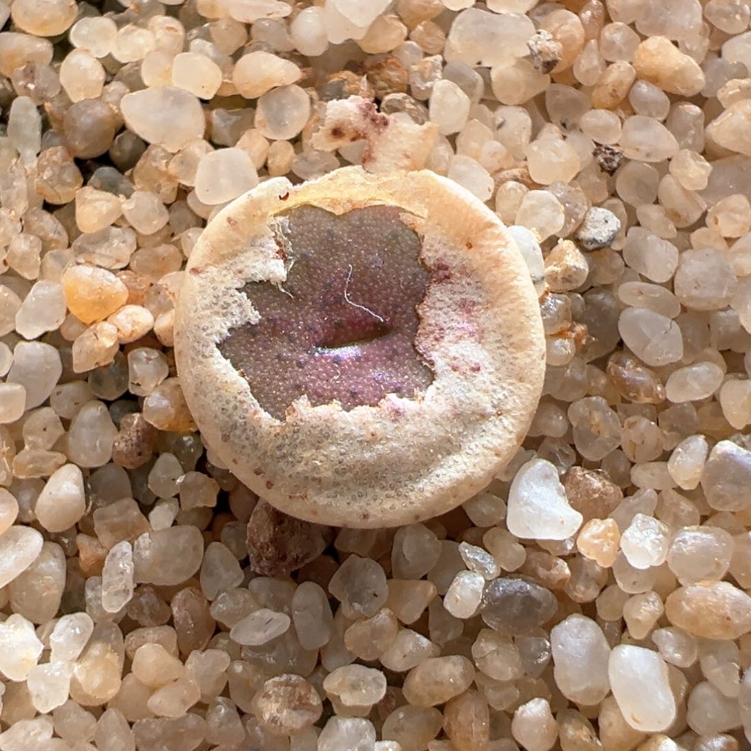 651金币一颗四年半