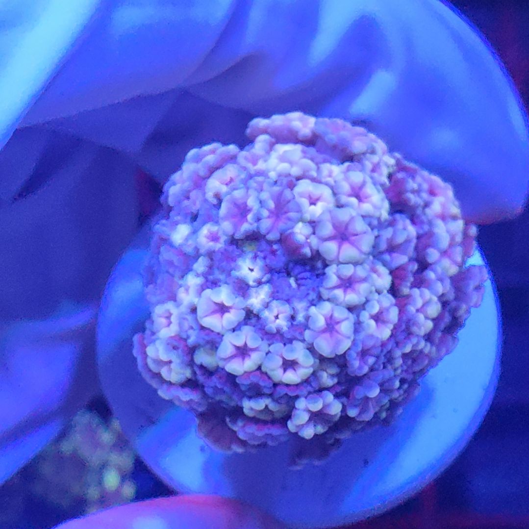 智海珊瑚不支持退货不包邮接受下单