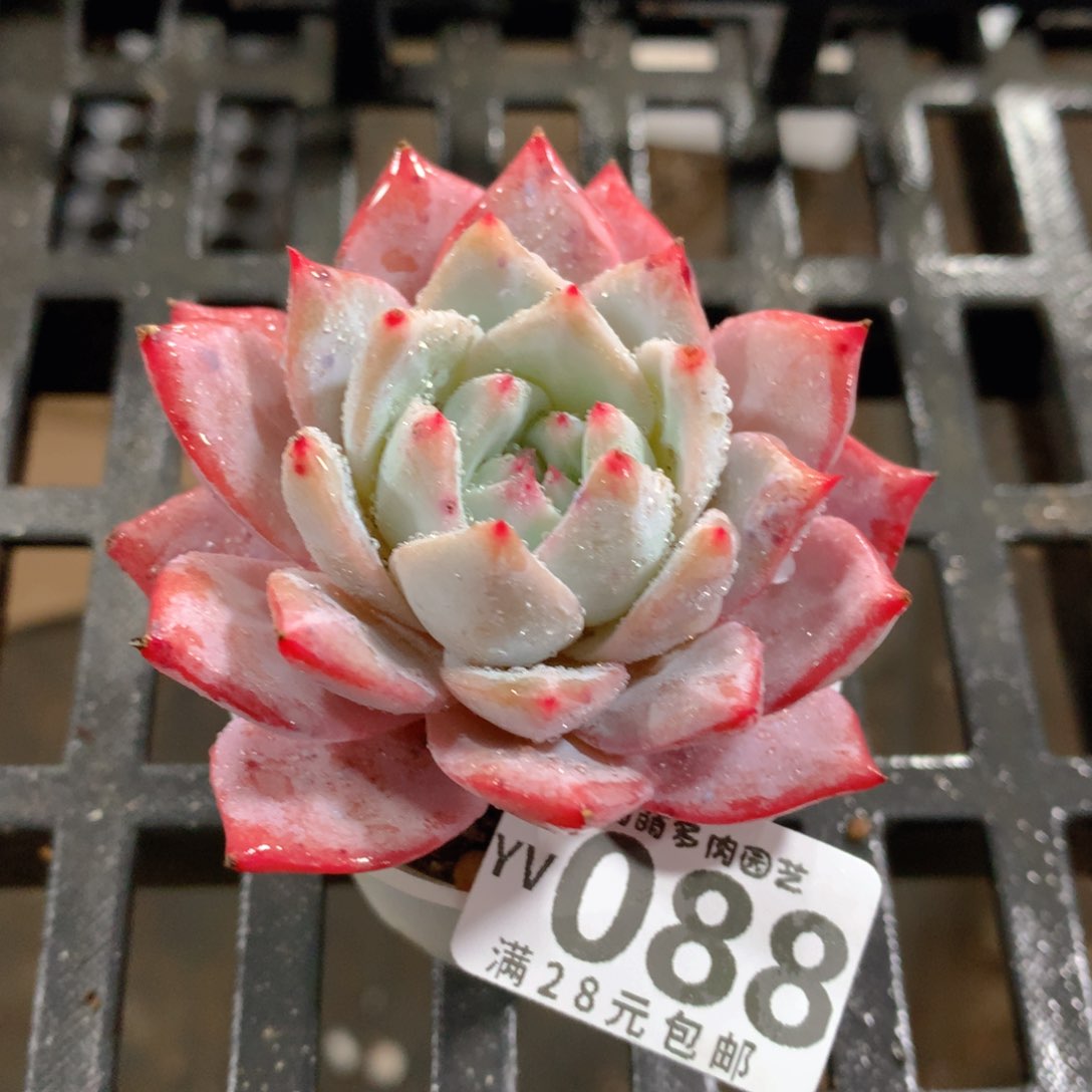 肉萌萌拇指盆精控多肉YV088