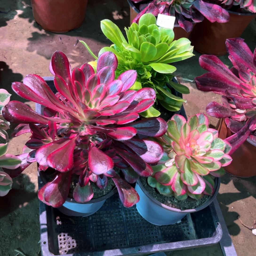 多肉植物法师3颗649