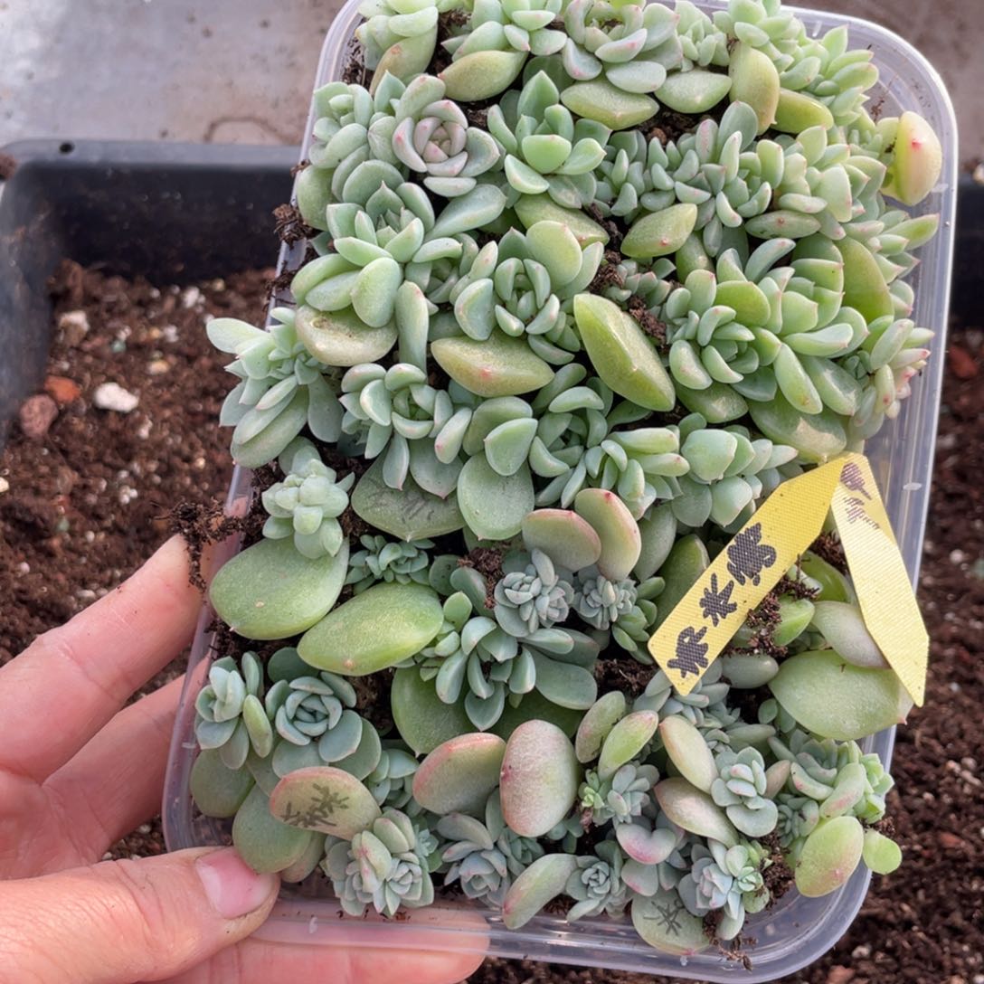 二***赵糕大上多肉植物569