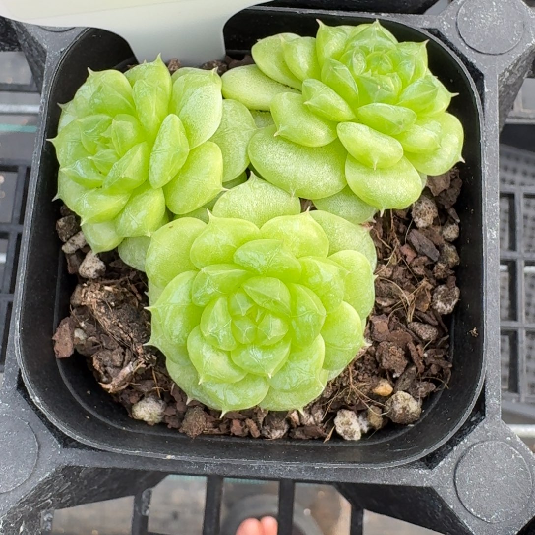 刘***王0906-88-麦秆三头一颗