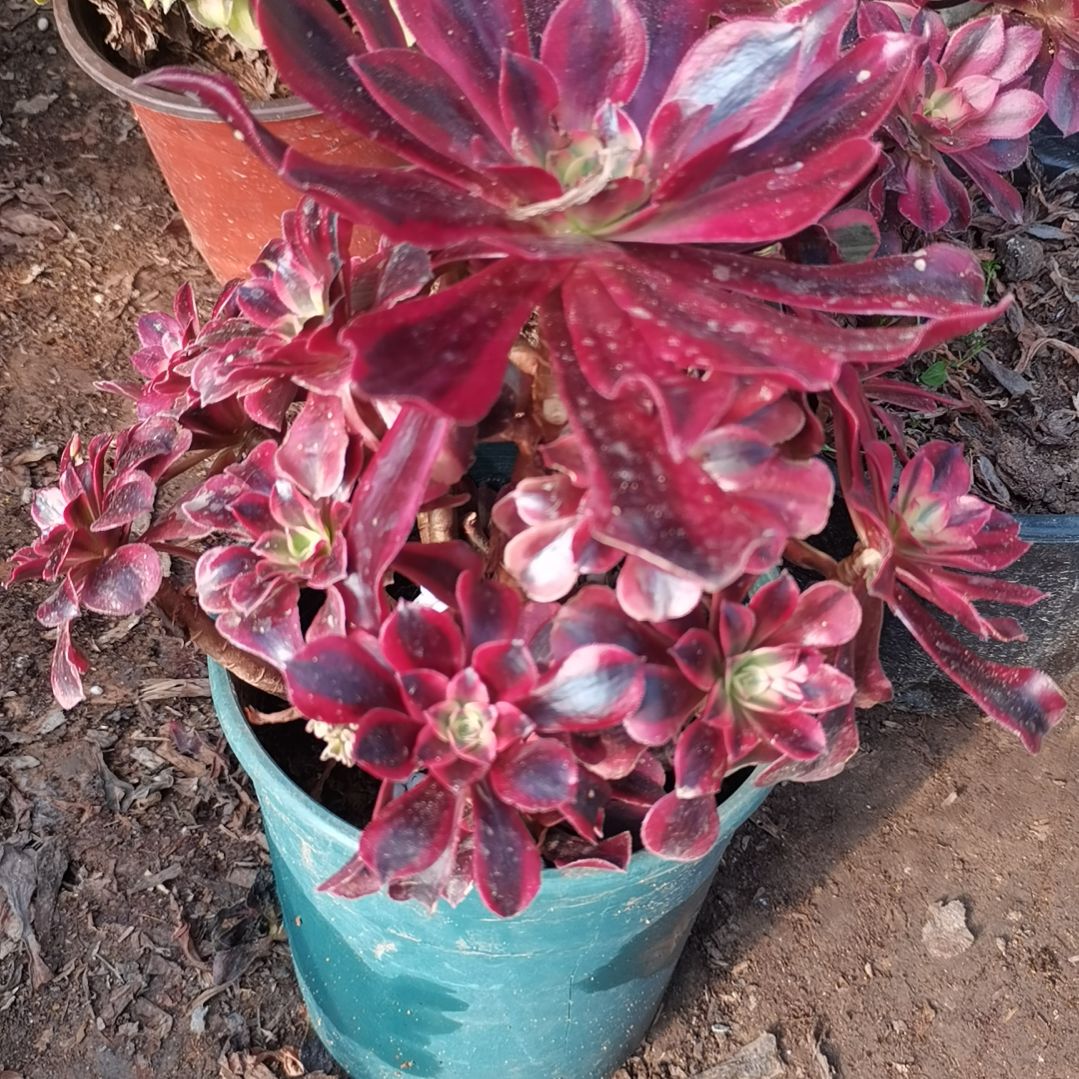 美杜莎法师多肉法师36