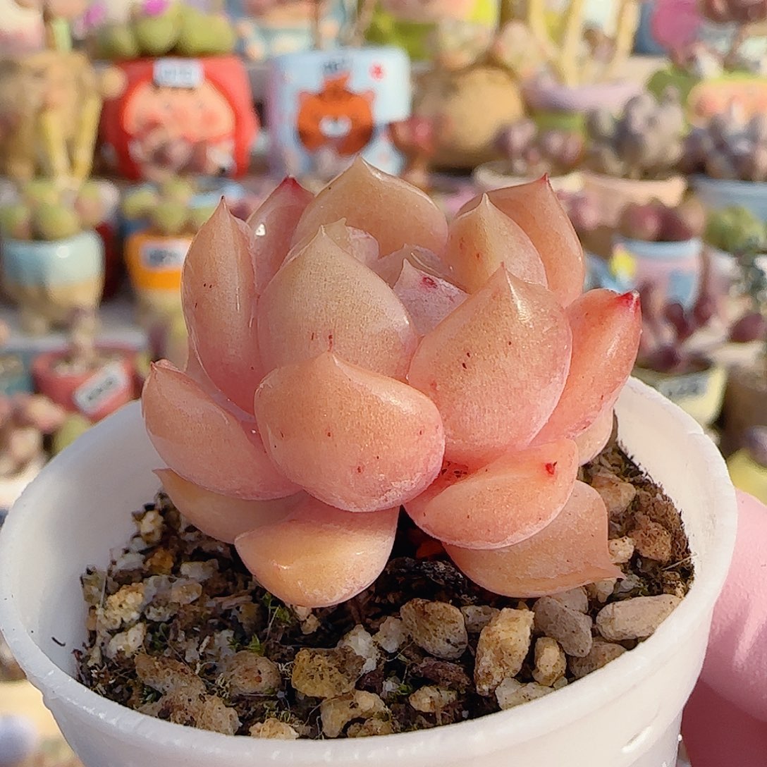 福利纯爱 盆口3cm