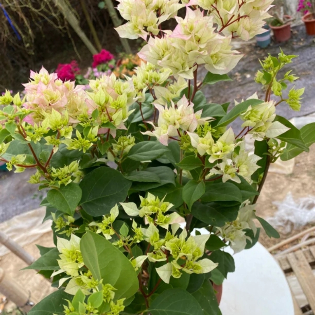 （重瓣怡景）一物一拍 落花落叶落光杆 折枝断枝不售后 介意慎拍