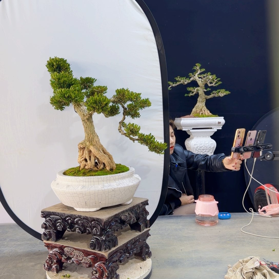 高端皱皮黄杨盆景