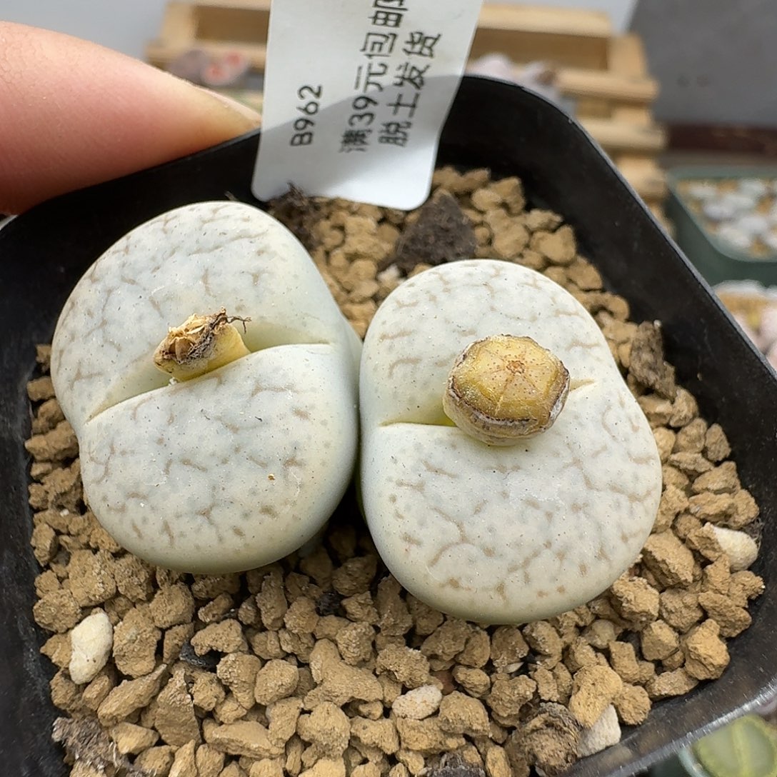 962多肉哈哈哈哈哈哈