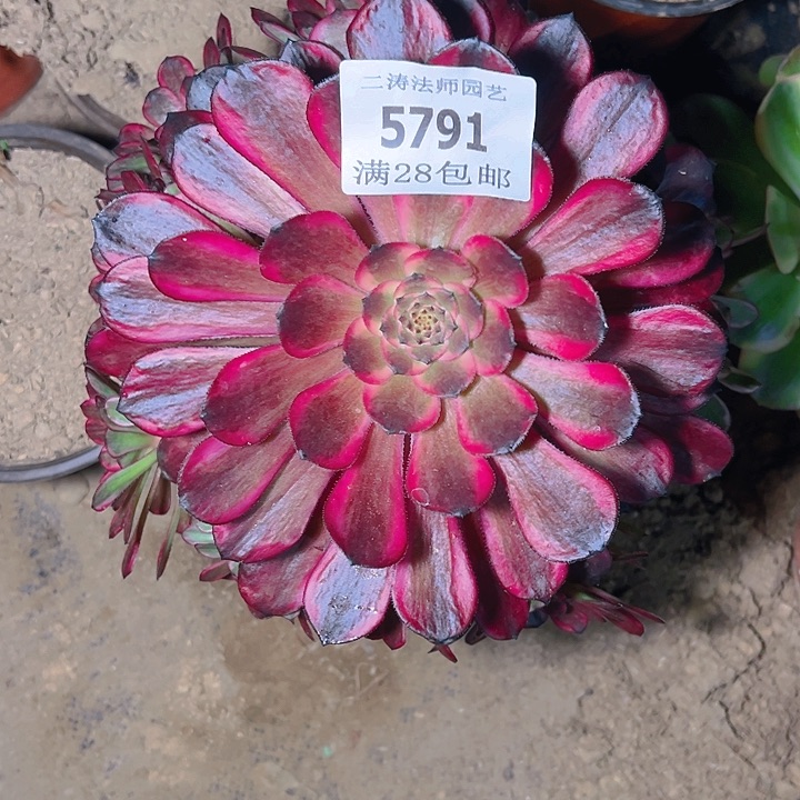 5791老桩红金刚多肉植物