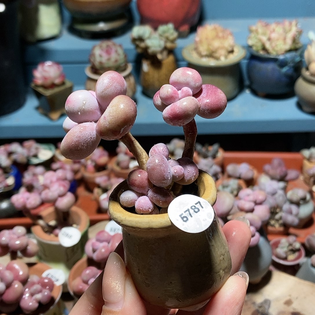 5787糖果腰子蛋带盆土