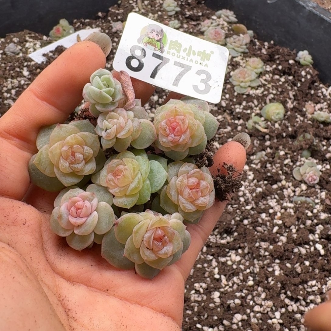 多肉植物多肉植物