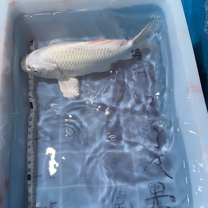蝴蝶鲤鱼渔场直发41
