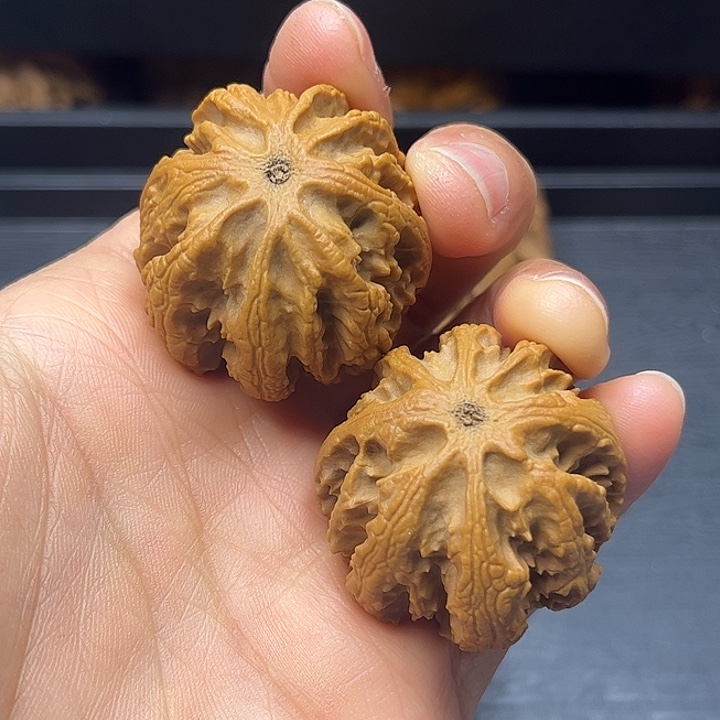 核桃秦岭突突突突突