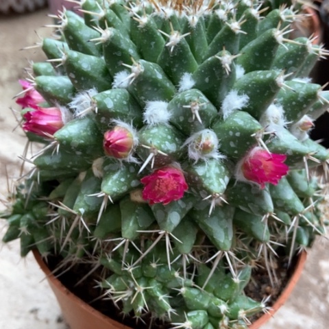 毛像仙人球15米仙人球