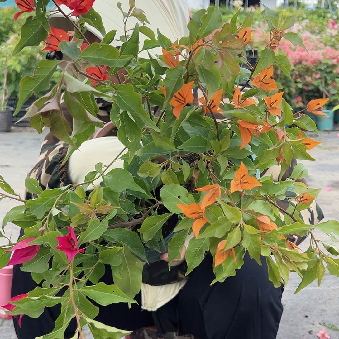 大部分开放少量花苞红桑巴，橙桑巴，酒红桑巴组合