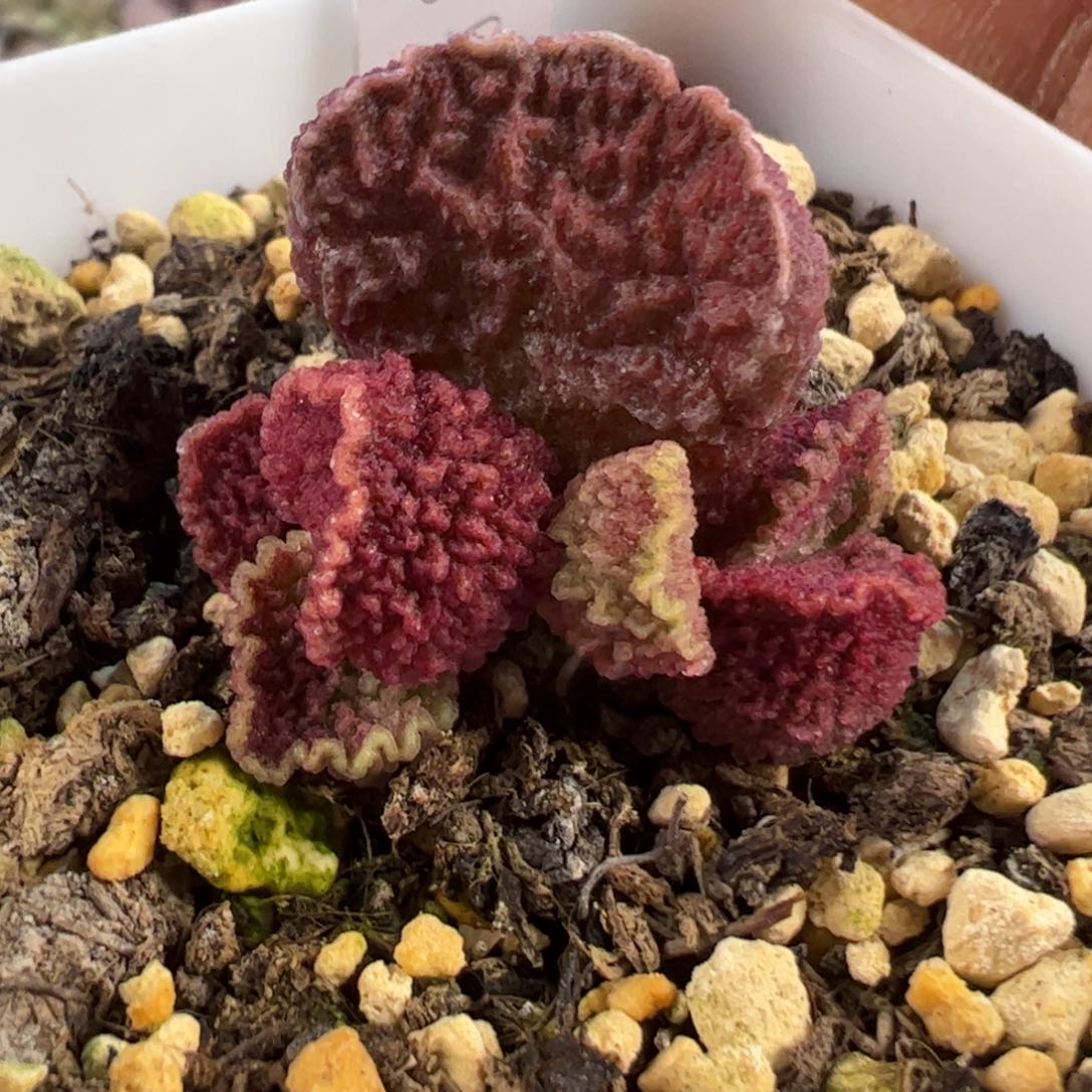 实生新品多肉植物水泡