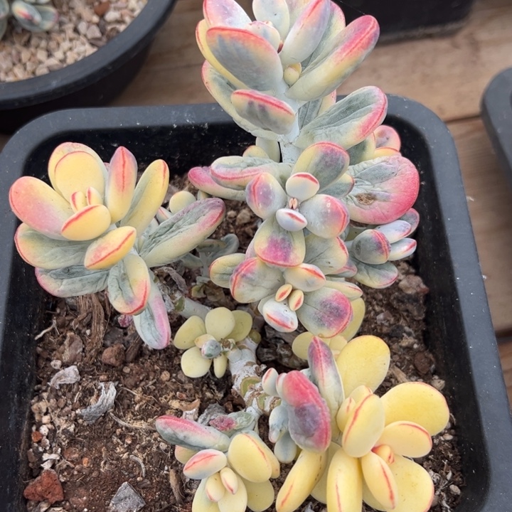 无花朵306号福娘锦16盆无砍