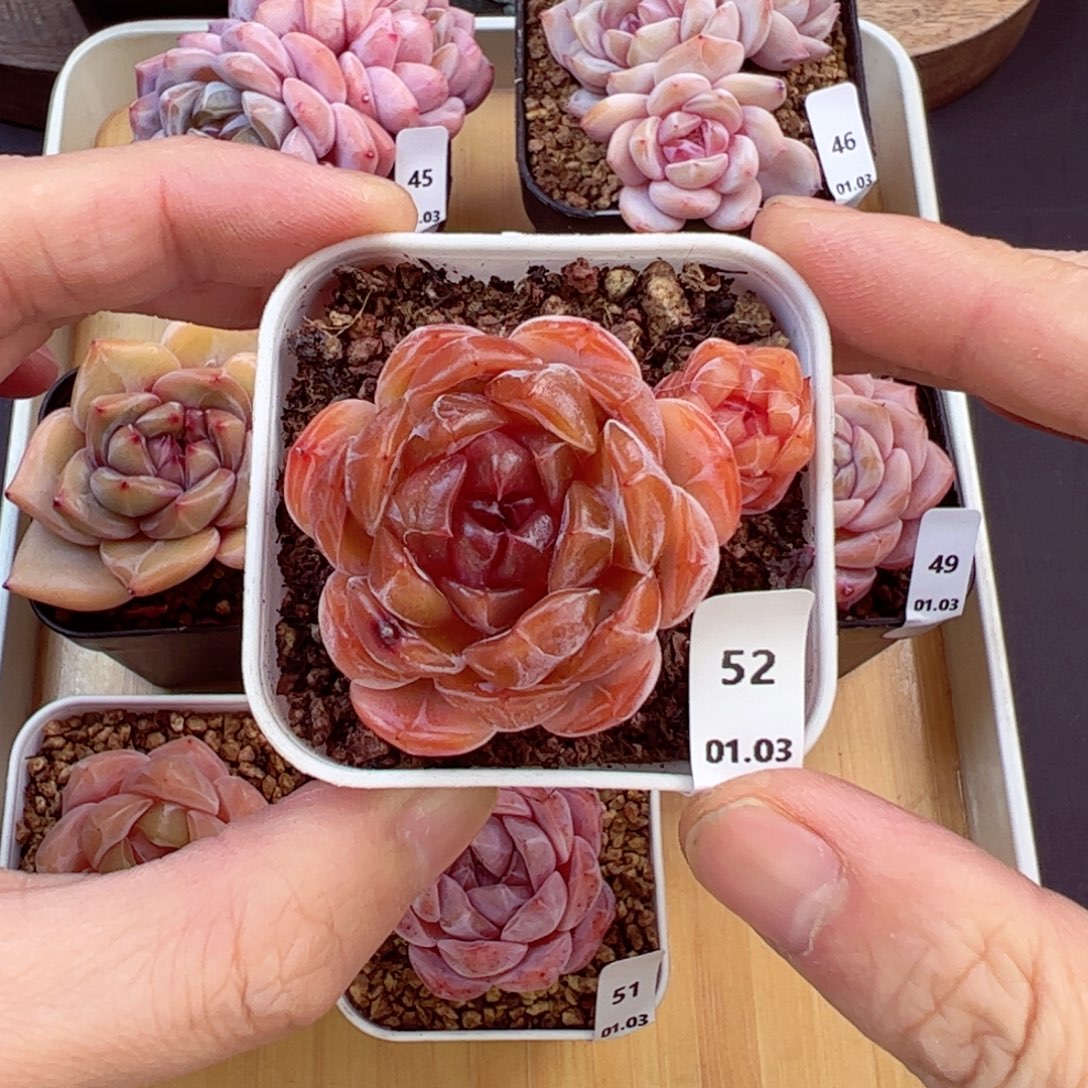 好好看52、哈哈哈哈