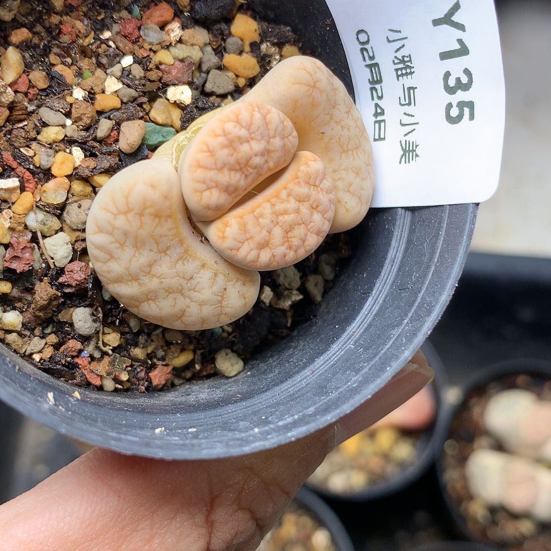 Y135多肉植物保护