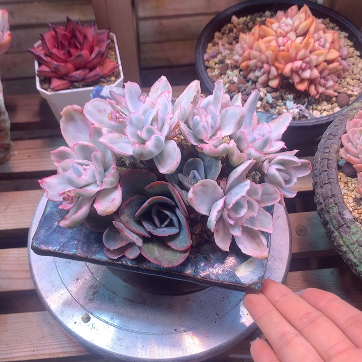 伯克利锦z z z z