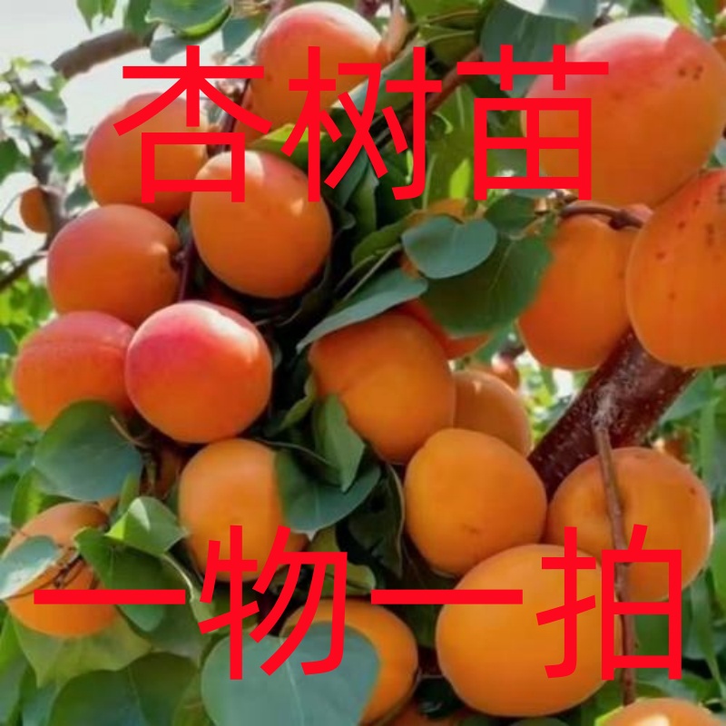 帝王大杏树 一物一拍   不挑南北方