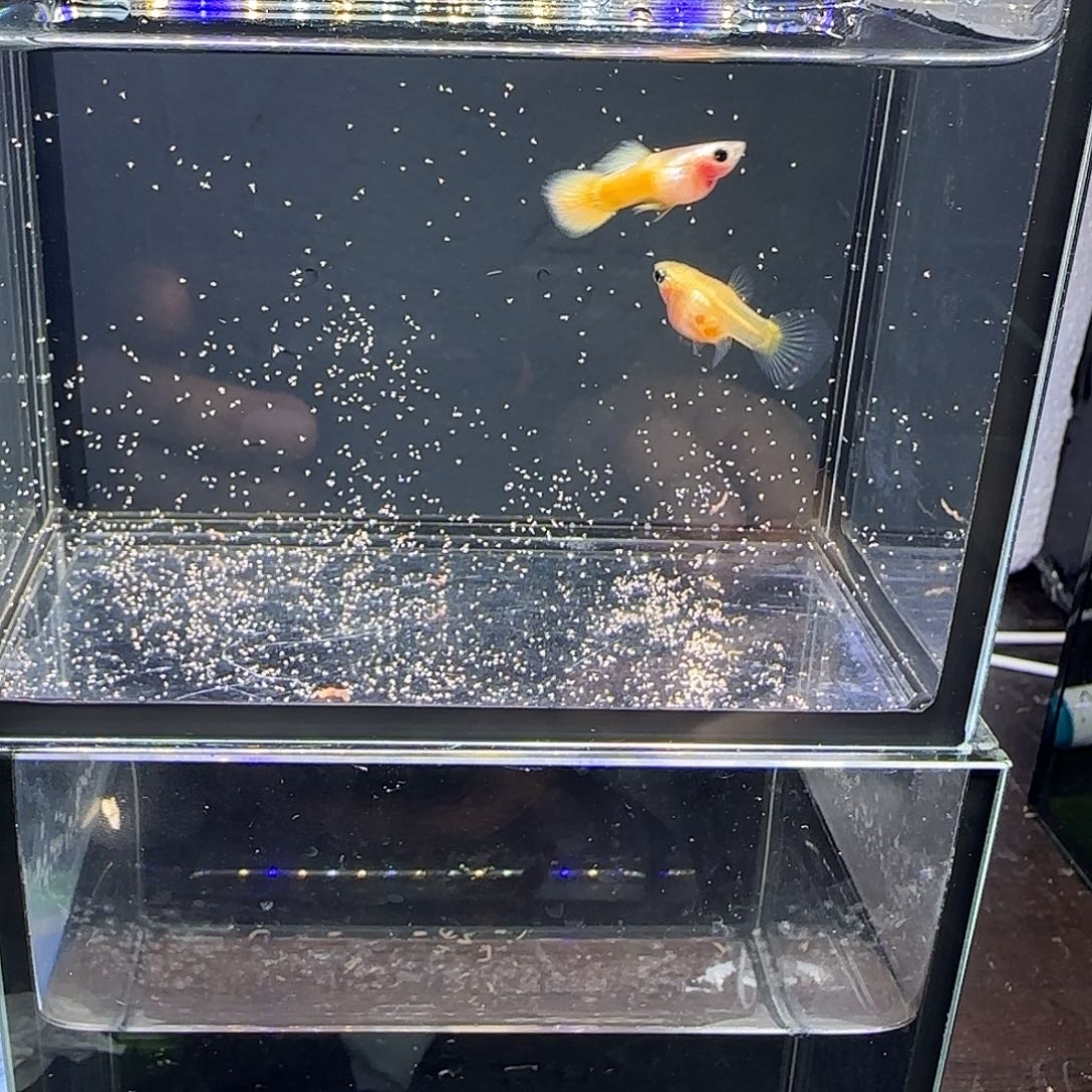 孔雀鱼黄金玻璃猫一对