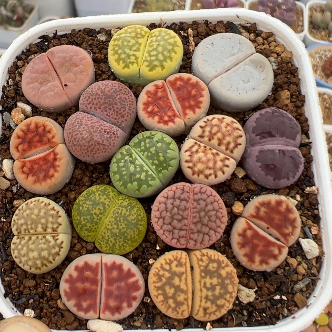 64多肉植物百科知识