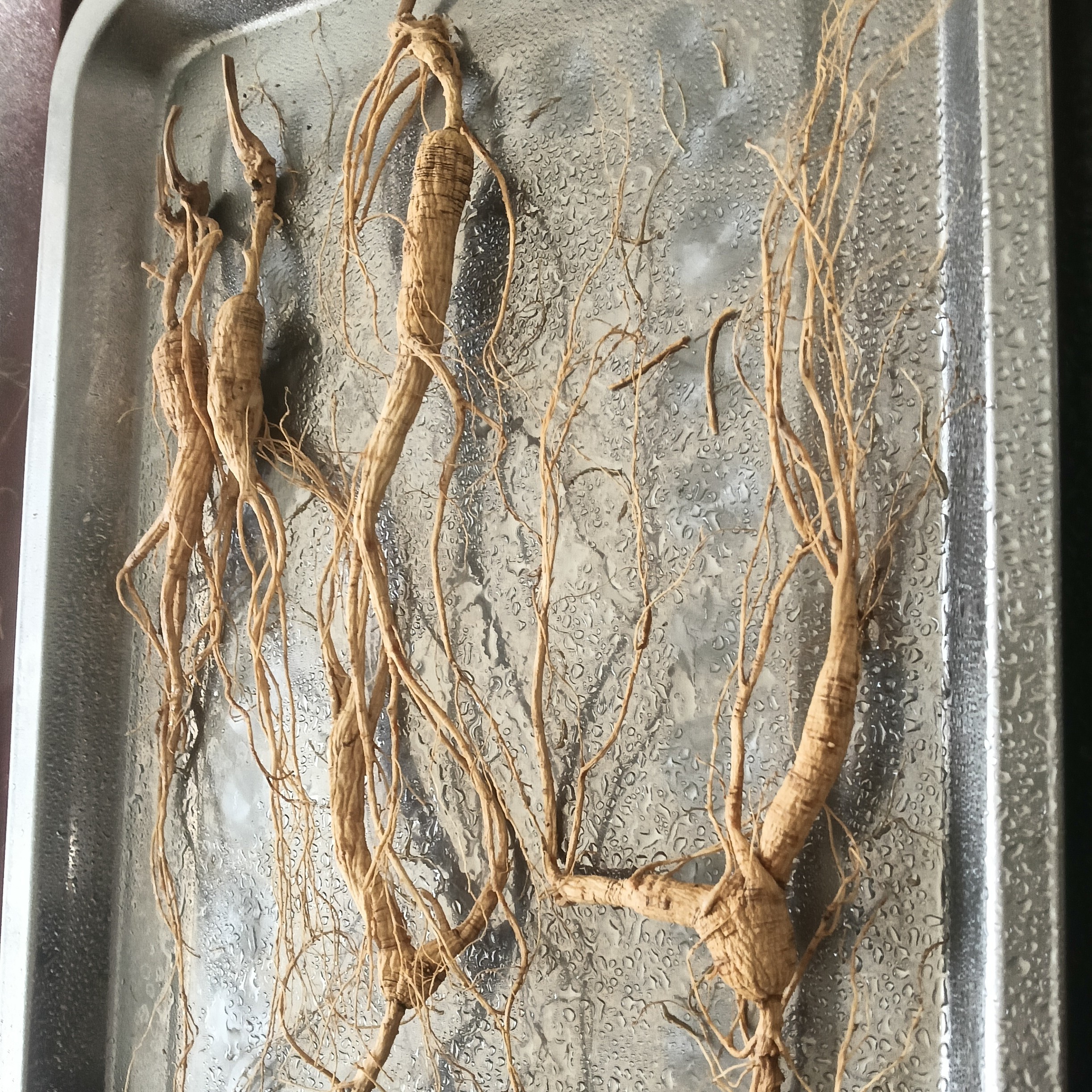 长白山林下参干参