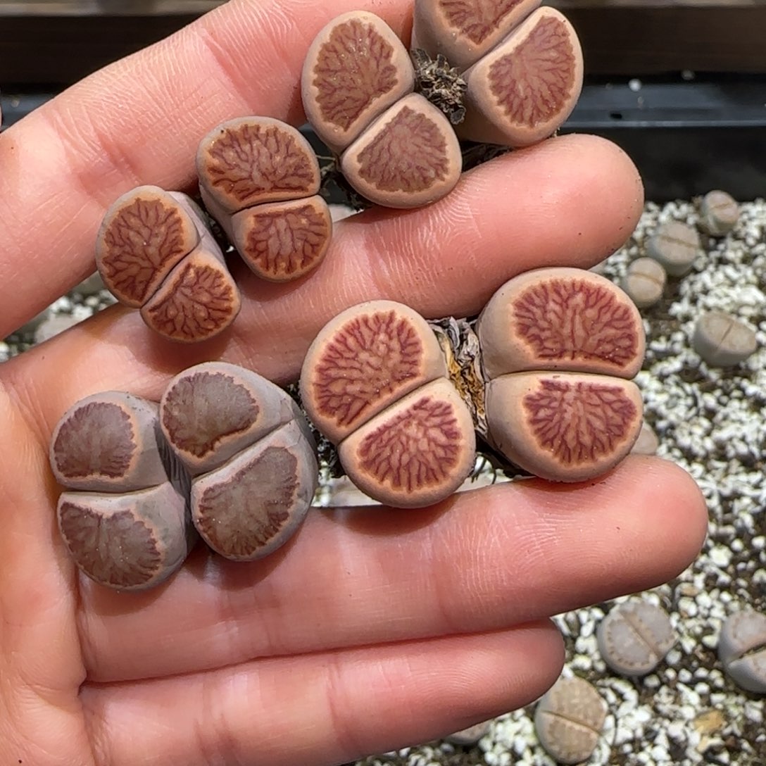 1.16，红窗菊长腿捡漏福利，9034