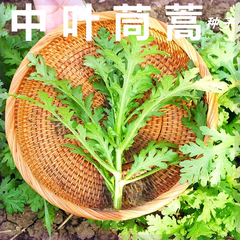 高产皇帝菜中叶茼蒿种子青菜种籽春菊菜种茼蒿菜种籽四季蔬菜种子