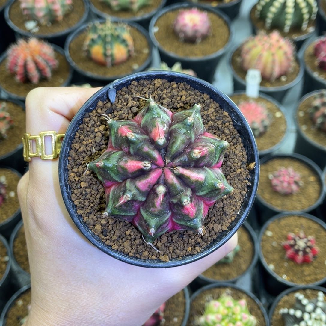 米哈星球000000103