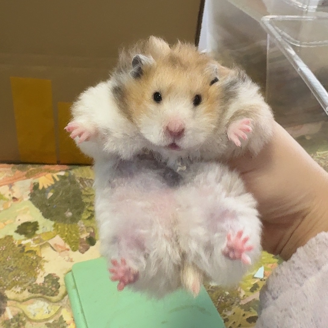 卷毛火波利208克生过一窝