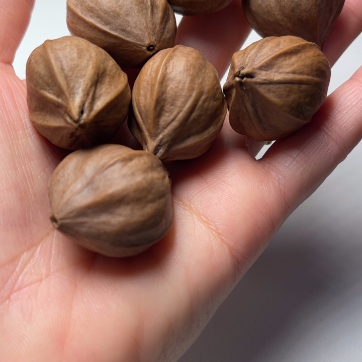 流***者橄榄核手串/手链2.7