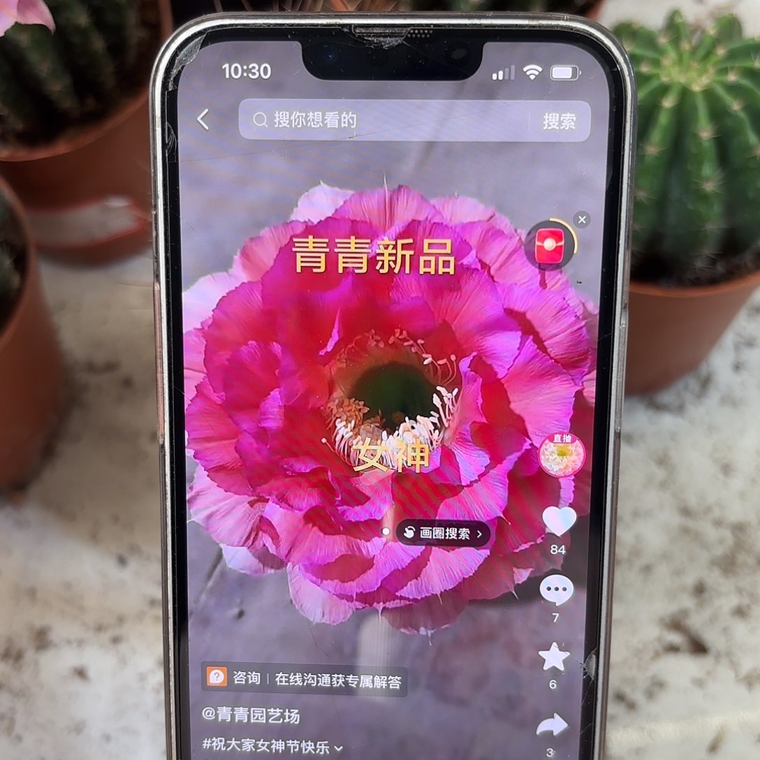 彩草女神8公分左右